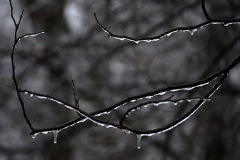 Cape-ice-storm-02-21-2013_2496