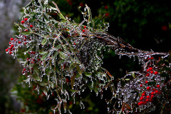 Cape-ice-storm-02-21-2013_2503