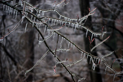 Cape-ice-storm-02-21-2013_2527