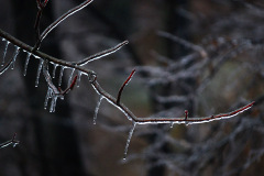 Cape-ice-storm-02-21-2013_2540