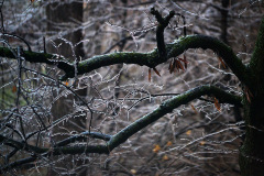 Cape-ice-storm-02-21-2013_2542