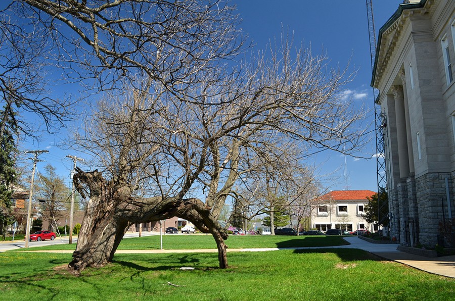 Hanging Tree Hanging On - Cape Girardeau History and Photos