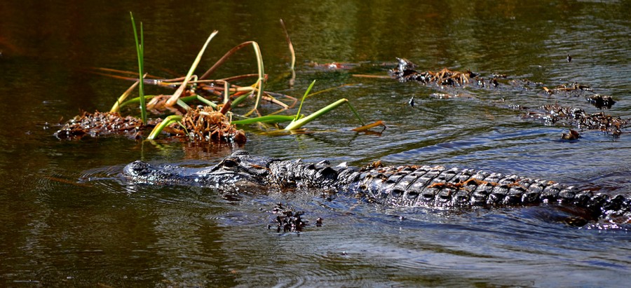 Loxahatchee Everglades Tour - Cape Girardeau History and Photos