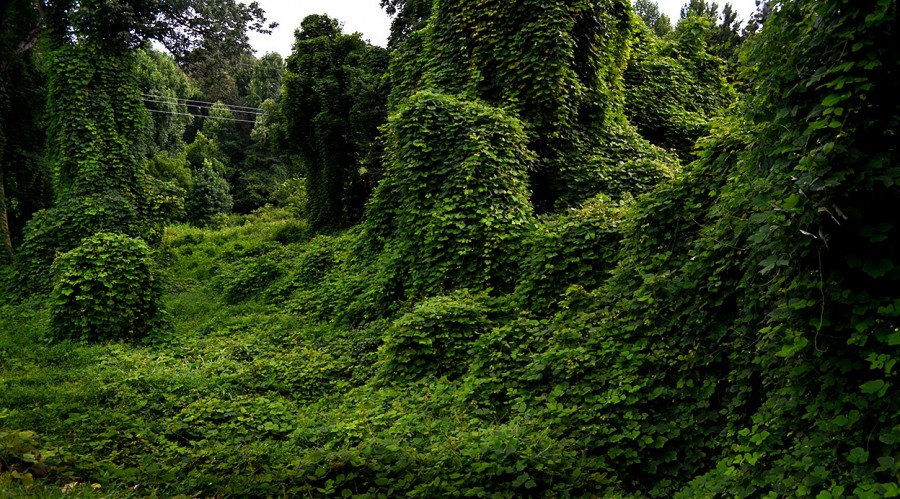 Kudzu Can Grow On You - Cape Girardeau History and Photos