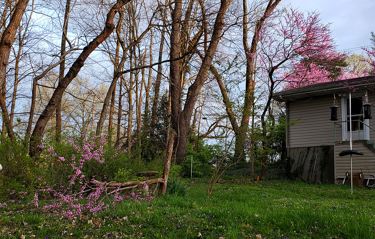 The Indomitable Redbud Tree - Cape Girardeau History and Photos